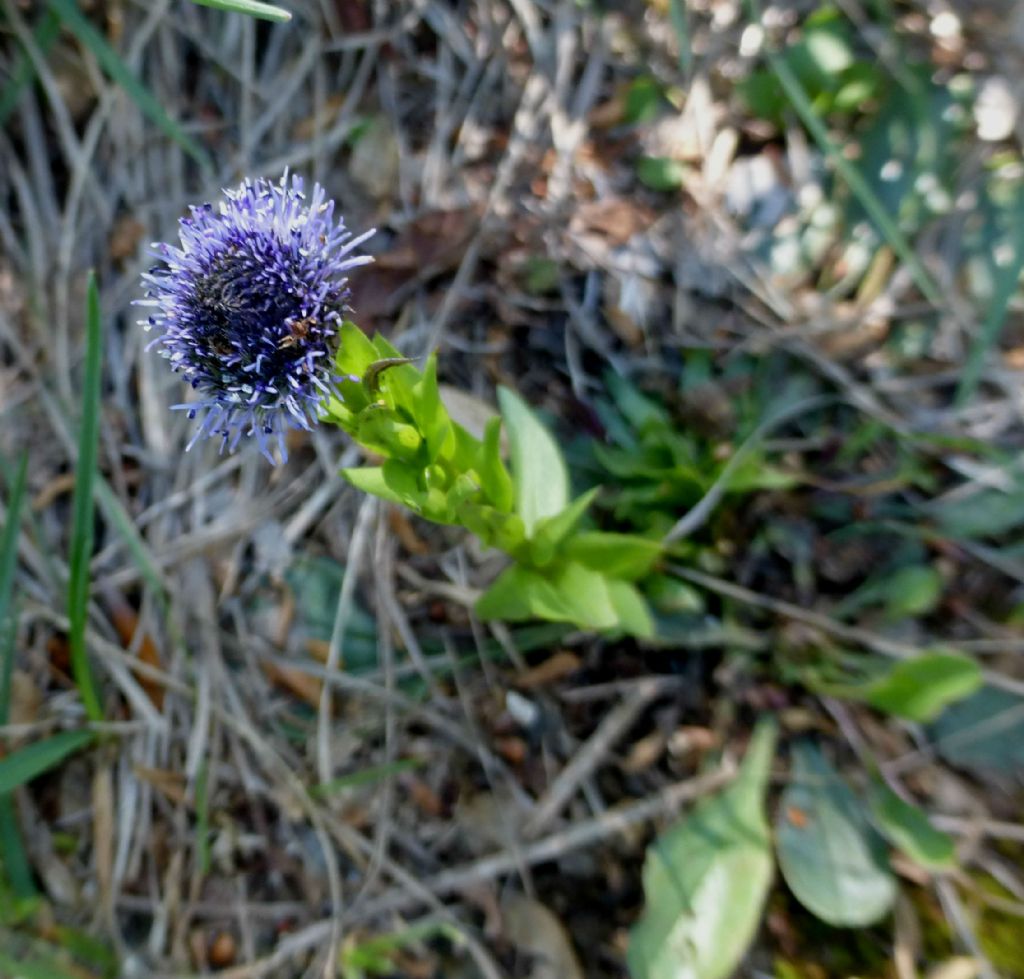 Globularia bisnagarica